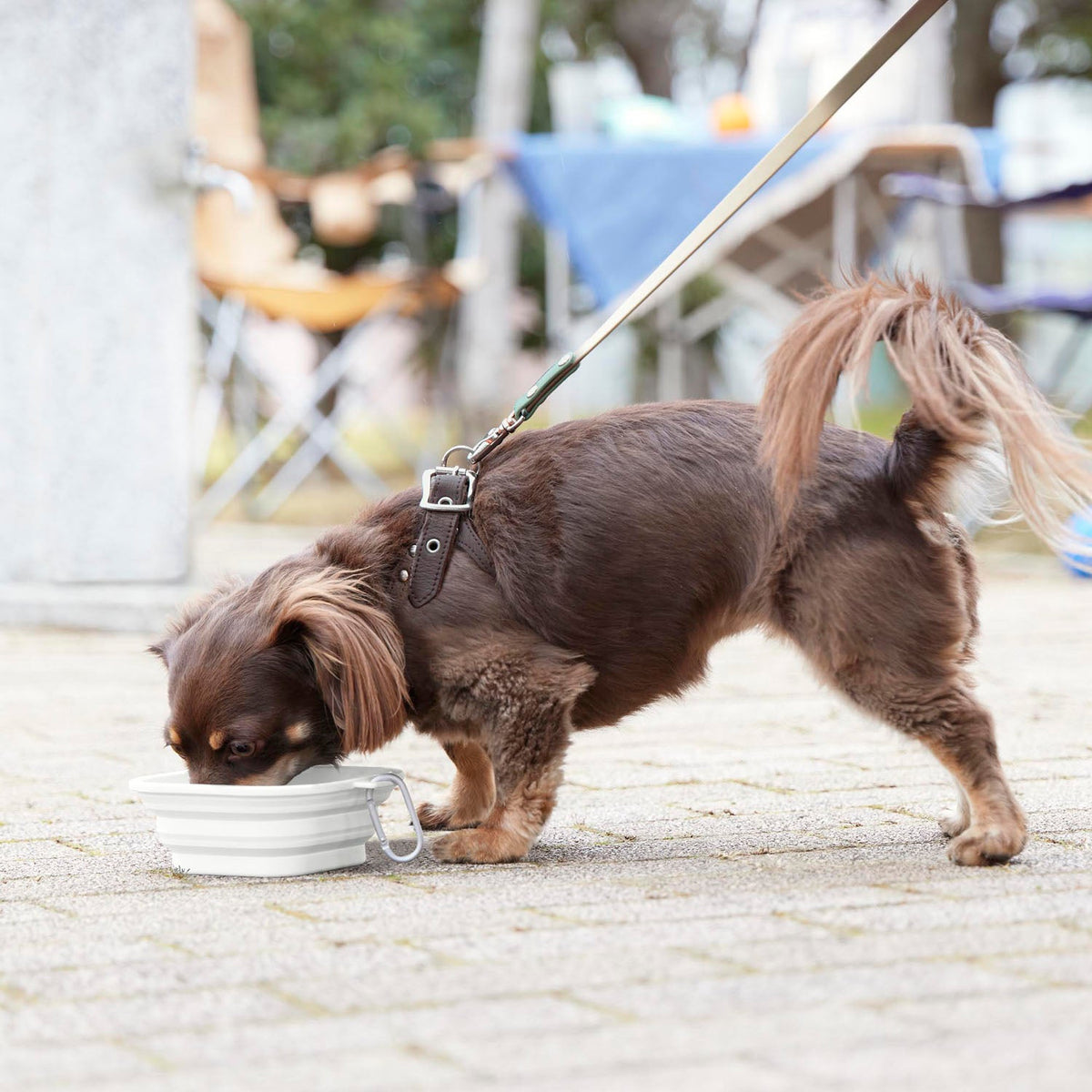 Yamazaki Nooks Folding Pet Food Bowl with Lid S Nooks, Folding Silicone Pet Bowl With a Lid That Packs Flat for Walks and Does Not Slip, 300 or 450 mL, Hook Ring Included, 13.7 x 14.8 x 1.8 cm and 115 g, White or Black