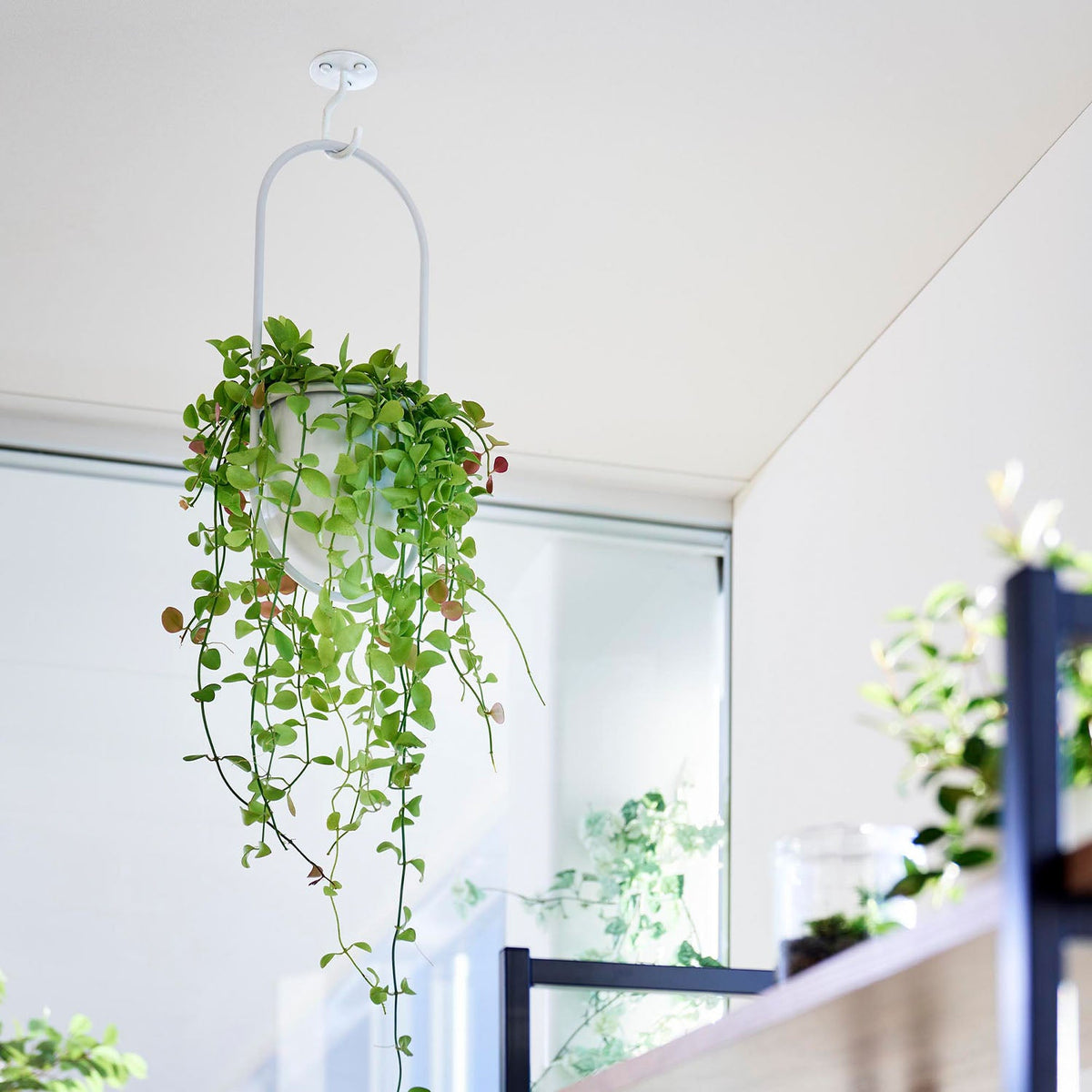 Yamazaki Tower Ceiling Planter Hook for Plasterboard, Ceiling Hook Fixed With Plasterboard Pins That Hangs a Foliage Plant From the Ceiling, Holds 3 kg, 6 x 6 x 8.2 cm and 90 g, White or Black