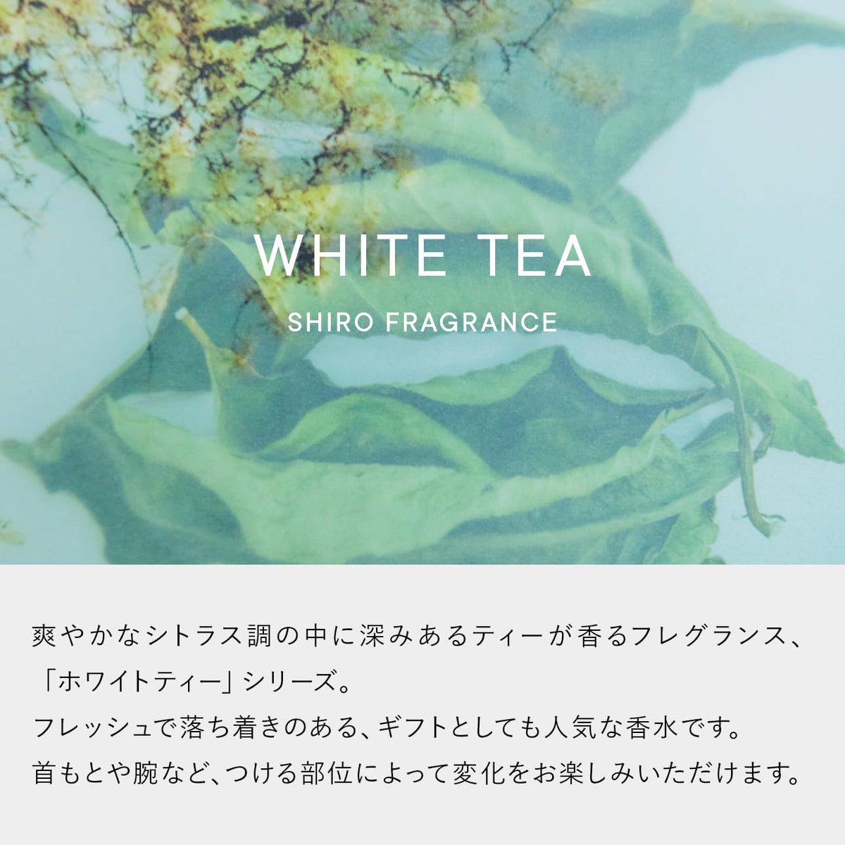 SHIRO White Tea Body Mist, Citrus Tea Fragrance Body Lotion Mist with Birch Sap Moisture, 100 ml