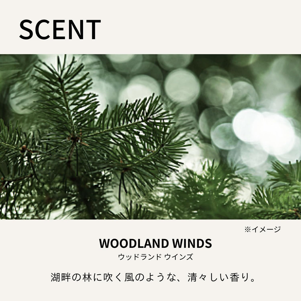 BAUM Face Wash Gel — Woodland Winds Scent, 180ml
