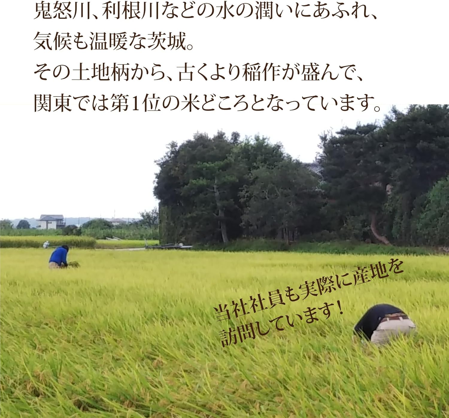 Mitsuhashi [Polished Rice] Wash-Free Rice Ibaraki Prefecture Koshihikari 2kg Reiwa 7 Crop