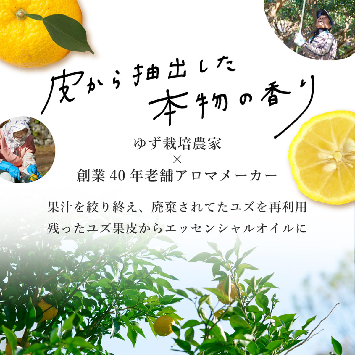 Daily Aroma Yuzu Hand Cream Mini 20 g, Kochi Yuzu Essential Oil Scented Hand Cream with Shea Butter and Olive Oil, Travel Size