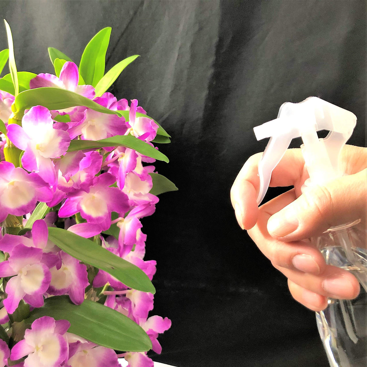 Bio Trigger Spray Bottles, Set of 10 Clear PET Empty Refill Bottles of 200 mL Each, Alcohol Compatible for Disinfectant, Cleaning, Plants and Hair