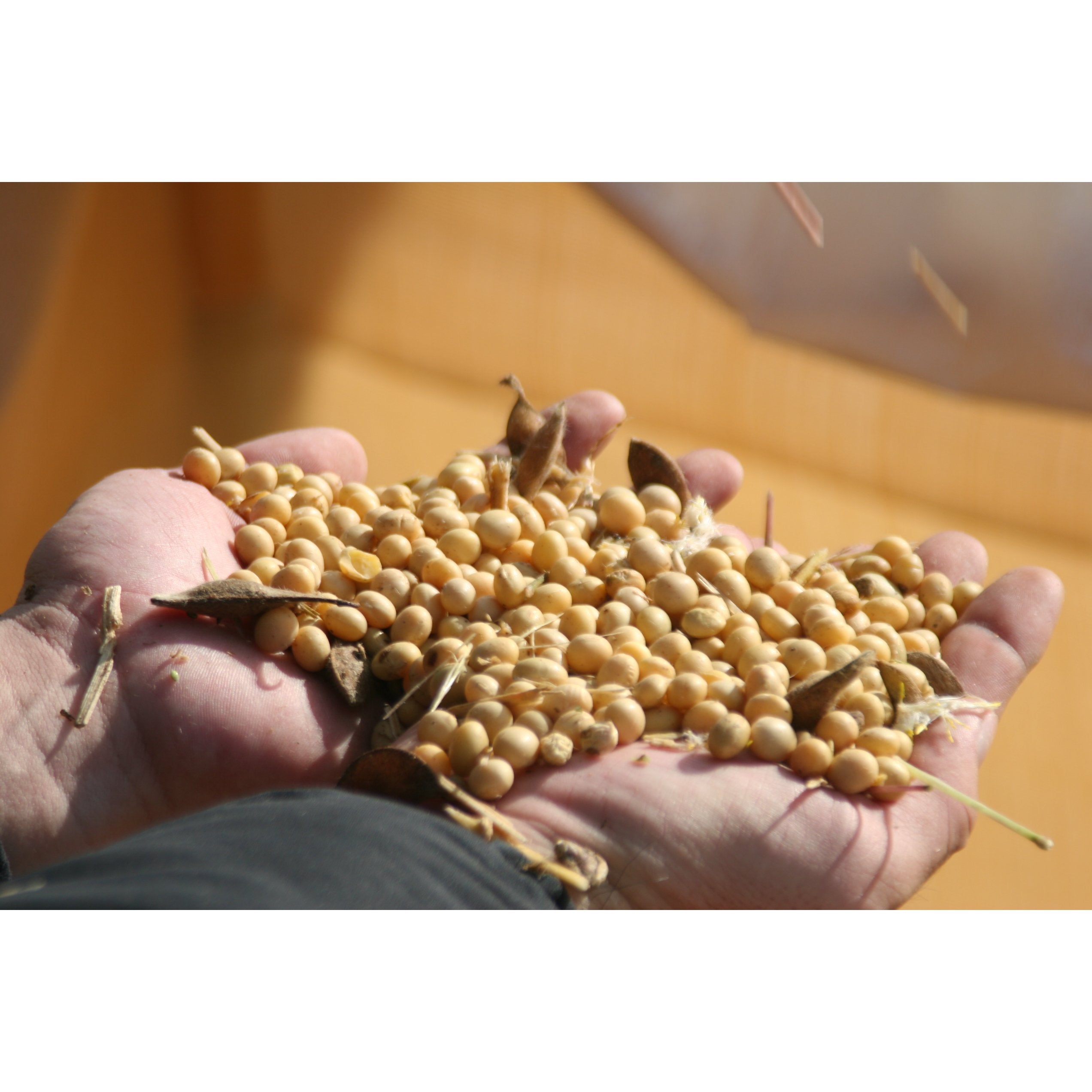 Adachi Aged Aka Red Miso Paste 500g – Naturally Fermented