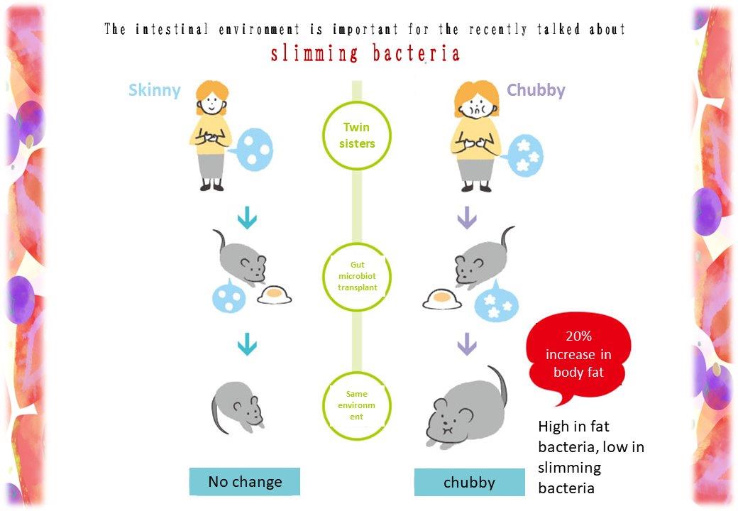 CEHLA Enzyme x Lactic Acid Bacteria x Vitamin B & C