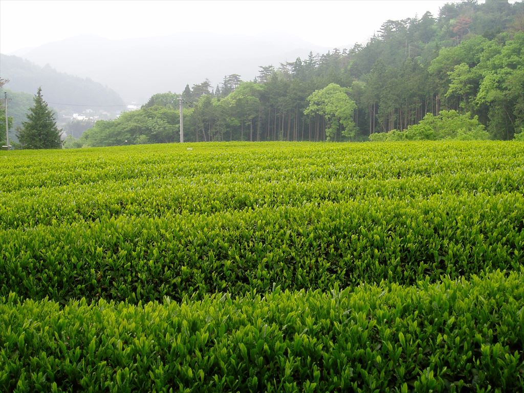High-grade Sencha Green Tea (Yamizo)