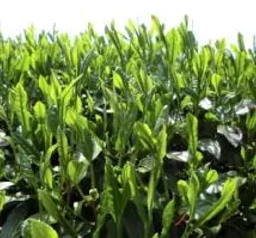High-grade Sencha Green Tea (Yamizo)