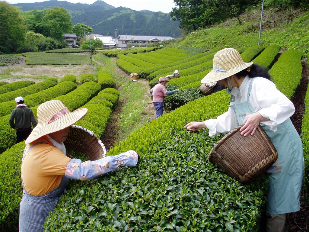 High-grade Sencha Green Tea (Yamizo)