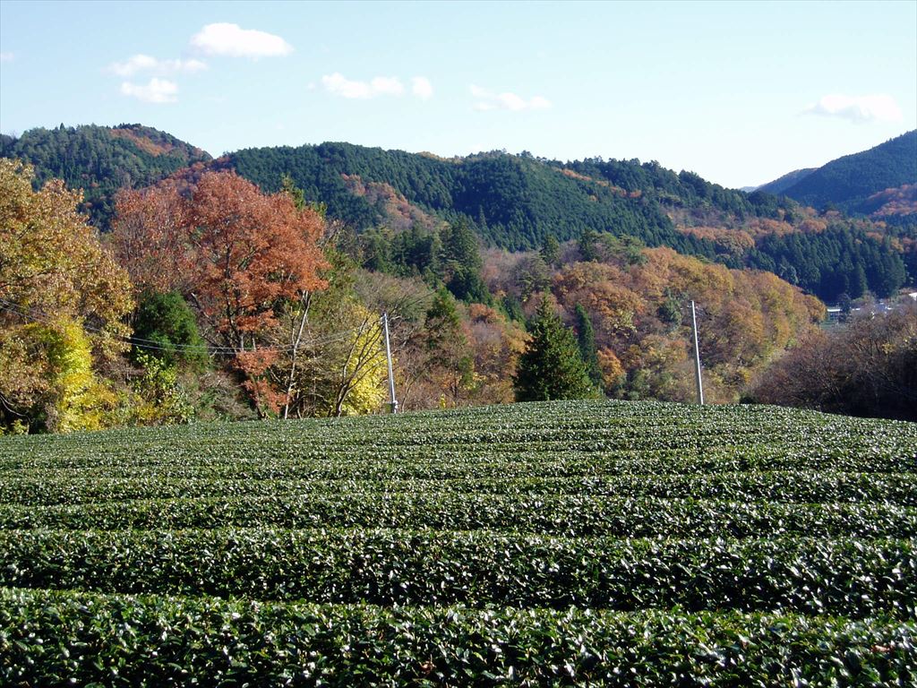 High-grade Sencha Green Tea (Yamizo)