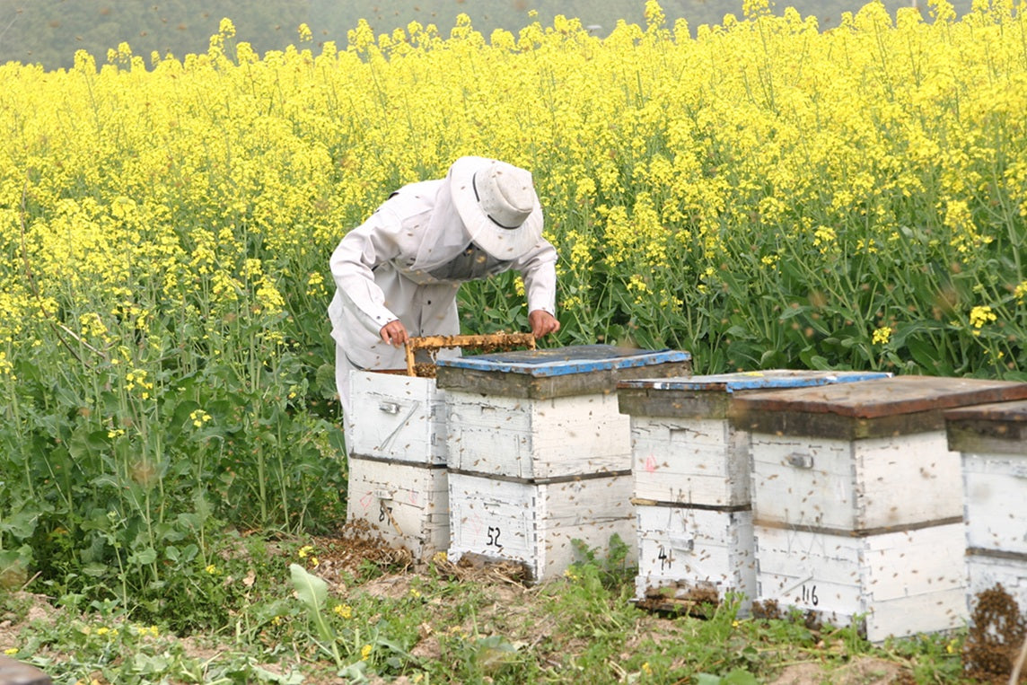 ROYAL JELLY+GABA